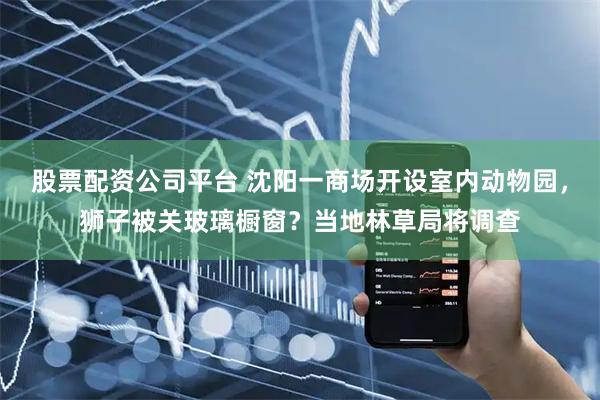 股票配资公司平台 沈阳一商场开设室内动物园，狮子被关玻璃橱窗？当地林草局将调查